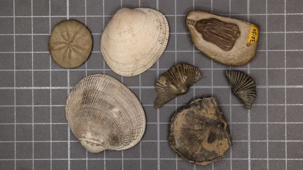 photo of Scientists finally solved the mystery of Earth's greatest mass extinction image