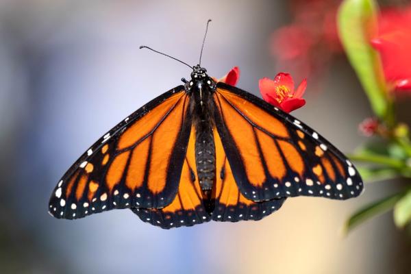 Mass Die-Off of Western Monarch…