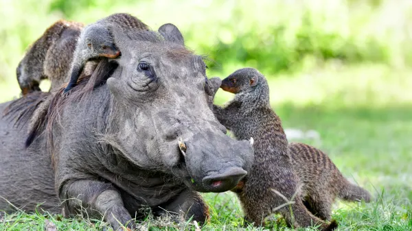 photo of The secret language behind animal cooperation image