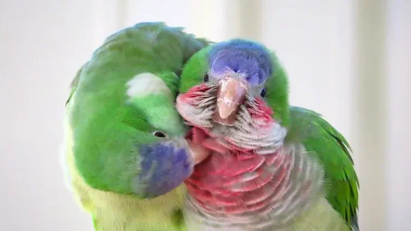 How parakeets make new friends in a…