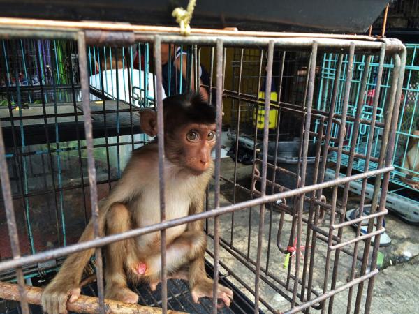 First global summit held in Indonesia to&hellip;