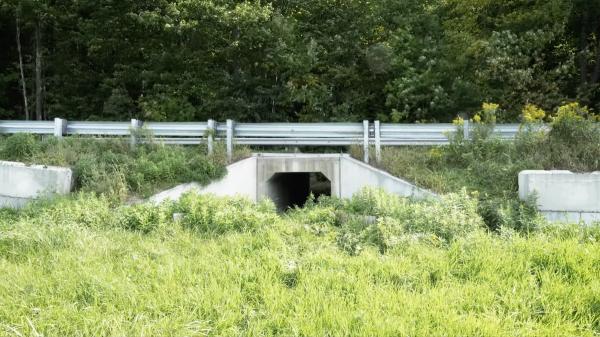 Wildlife Underpasses Can Reduce…