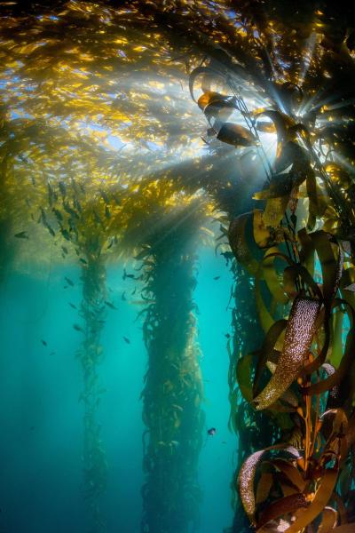 photo of Study reveals how kelp forests persisted through the large 2014–2016 Pacific marine heat wave image