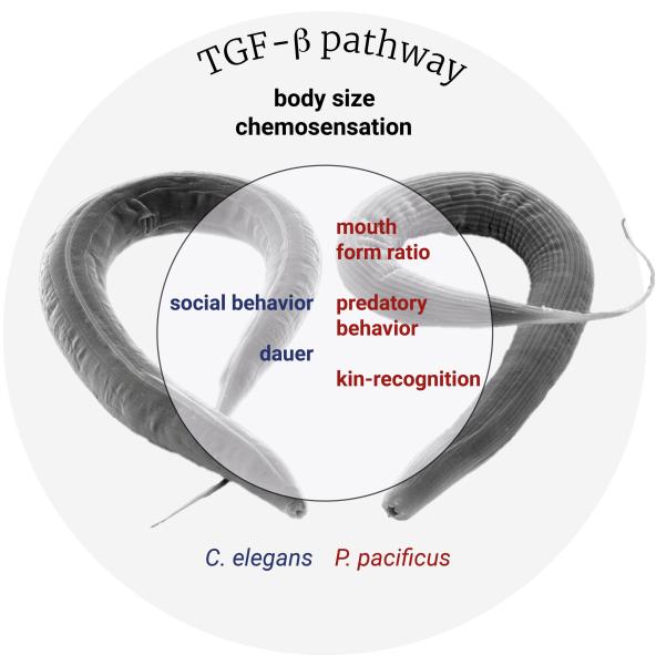 More flexible than we thought: Worms provide new insights into the evolution and diversification of TGF-ß signaling