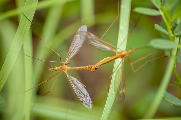 Australia Mosquito Population…