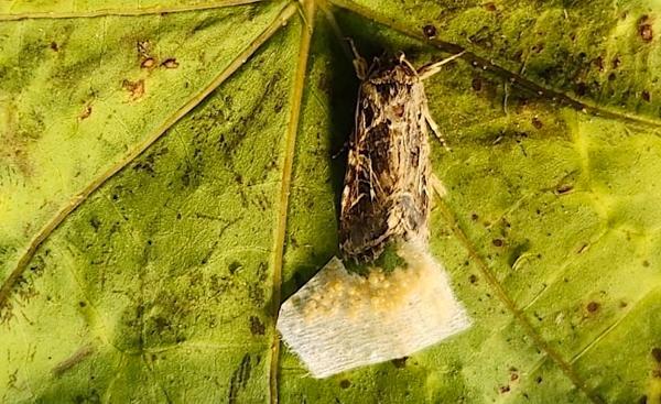 Scientists Find First Evidence of…