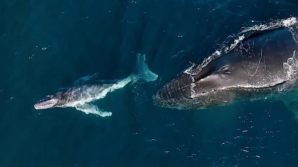 Humpback Whales Give Birth During Epic…