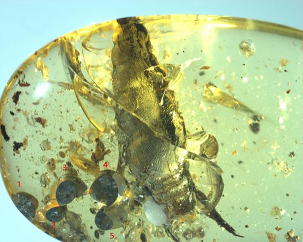 photo of 99-million-year-old snail fossilized in amber while giving birth image