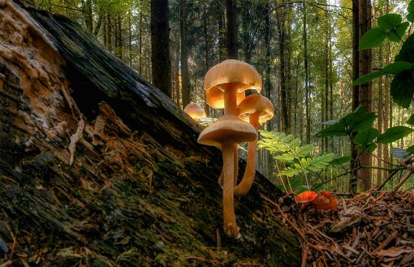 How much nature is left? Interview with…