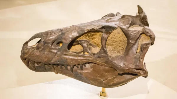 photo of Scientists thought this was a young T. rex. They were wrong image
