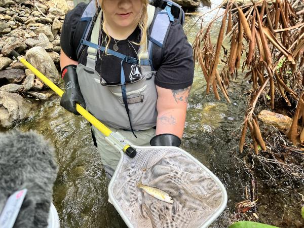 Where the Appalachian brook trout…