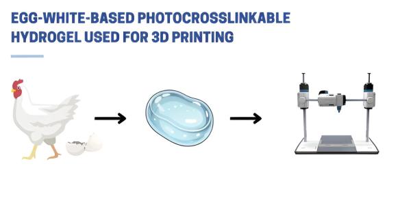 photo of Scientists develop revolutionary egg white-based bioink for advanced tissue engineering image