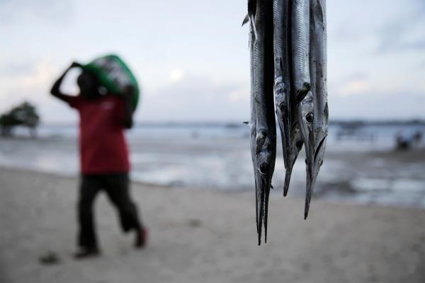 To improve its floundering fisheries,…
