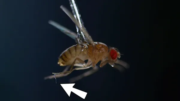 This tiny worm uses static electricity…