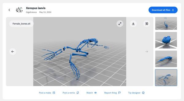 photo of New 3D anatomical atlas of the African clawed frog increases understanding of development and metamorphosis processes image