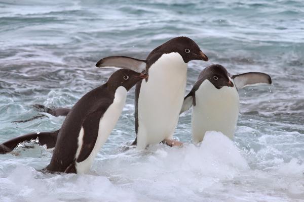photo of Research shows Adélie penguins must balance the benefits and costs of riding on sea ice during long-distance migration image