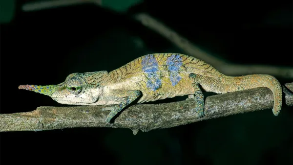photo of A long-nosed chameleon hid its true identity for 150 years image