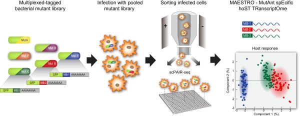 photo of Sequencing method provides unprecedented glimpse into relationship between bacteria and their host cells image