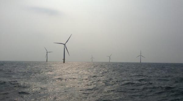 Sharks & Rays Found Using Offshore Wind…