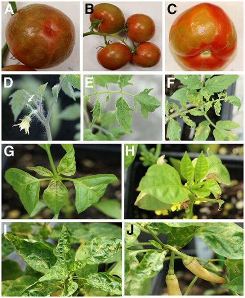 photo of New research offers insight into emerging tomato virus – and advice about a popular resistance image