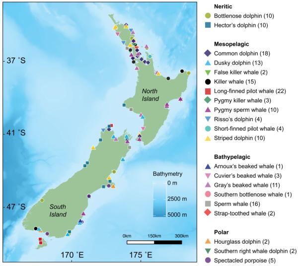 photo of New research using stable isotopes sheds light on how New Zealand's diverse range of toothed whales and dolphins coexist image