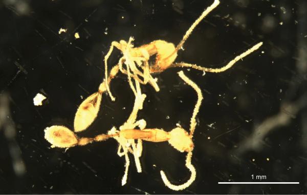 photo of New species of ant found pottering under the Pilbara named after Voldemort image