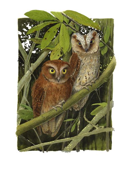 photo of New species of owl discovered in the rainforests of Africa's Príncipe Island image