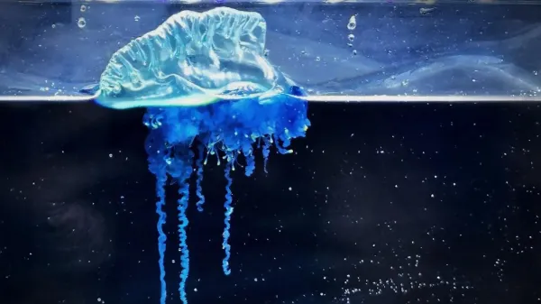 Japan’s new “samurai jellyfish” is…