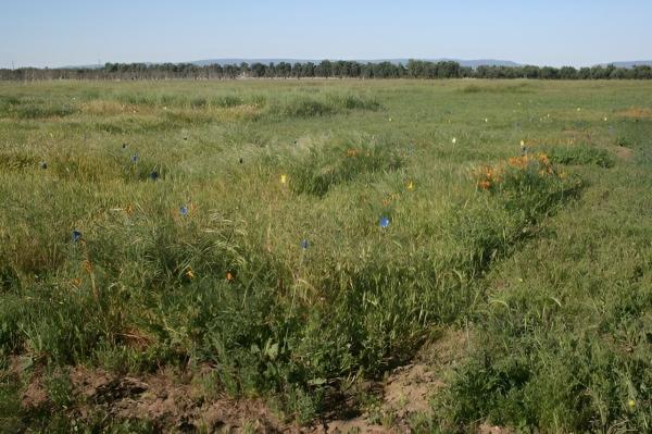 photo of New study reveals overlooked driver of biodiversity across landscapes: Conditions during plant establishment image