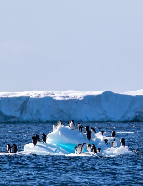 photo of New study sheds light on Adélie penguins' reliance on declining sea ice during molt image