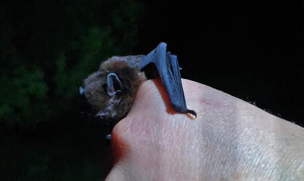 ‘We’ve got bats’: The community bringing New…