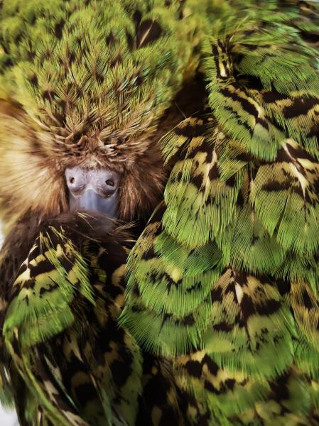 photo of New Zealand's kākāpō developed different feather colors to evade predatory birds, genome sequencing shows image