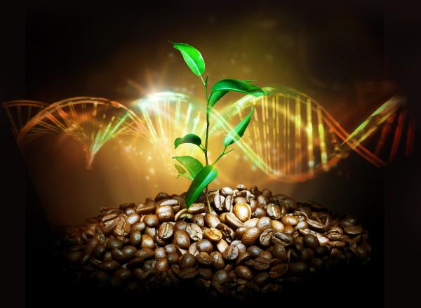 photo of Newly sequenced genome reveals coffee's prehistoric origin story, and its future under climate change image
