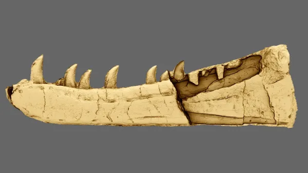 Hidden for 125 years, a Welsh fossil…