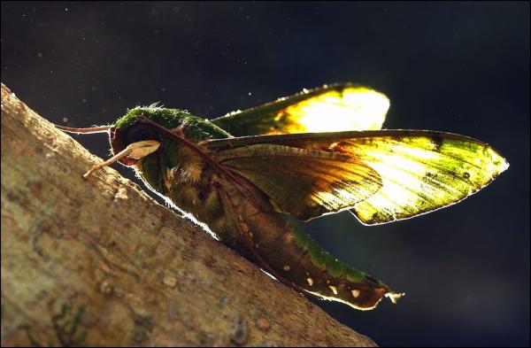 Pollination ‘Magic’ Happens at Night…