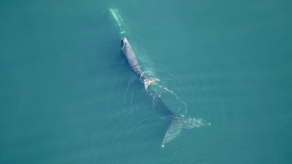 Biden administration gives up on lower ocean speed limits to protect right whales