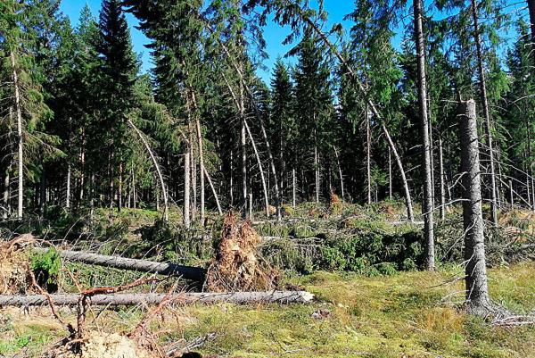 photo of Norway spruce in Finland is susceptible to European spruce bark beetle damage especially near clear-cuts: Study image