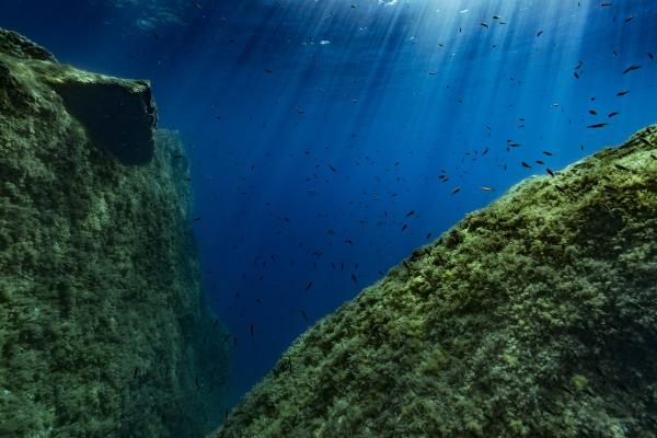 Oceans Are Getting Darker, Shrinking the Livable Space for Marine Life, Study Finds