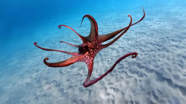 photo of Scientists just discovered how octopuses really use their arms image