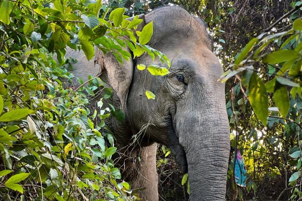 Rise in elephant killings reveals&hellip;