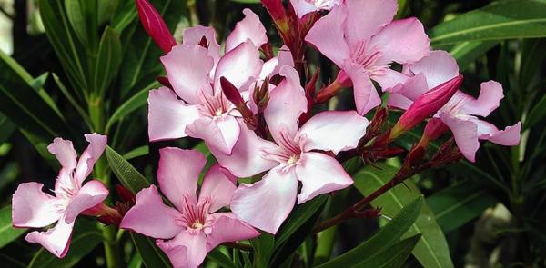 photo of Oleandrin is a deadly plant poison, not a COVID-19 cure image