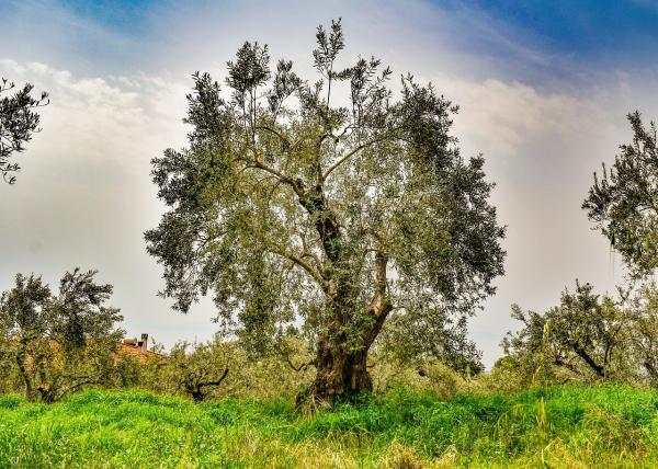 Europe’s olive grove crisis affects…