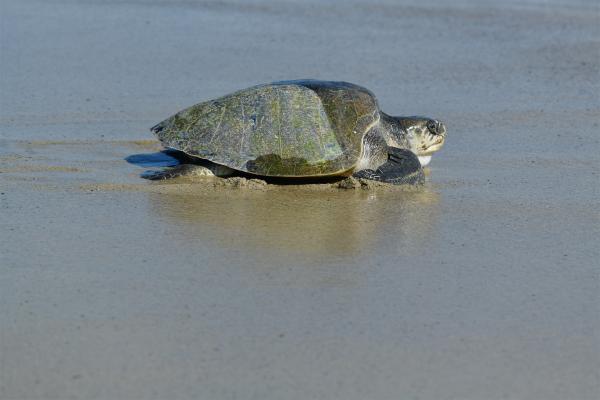 Agency says sea turtle eggs laid on…