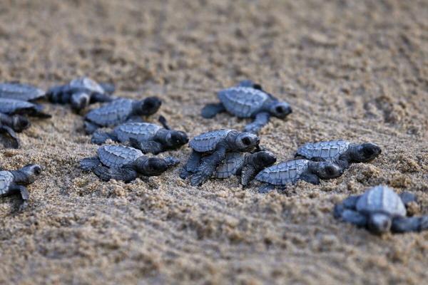 How a community is helping sea turtles&hellip;