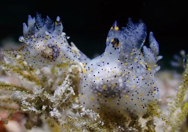 Tiny ‘sesame’ sea slug discovered in&hellip;