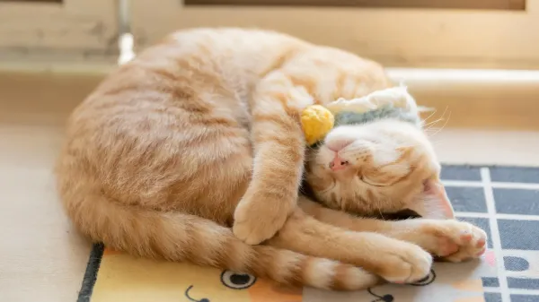 photo of Why cats prefer sleeping on their left side—and how it might help them survive image