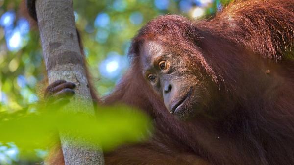 Relocation of Wild Orangutans Often…