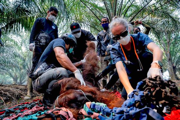 Rescuers scramble to save orangutans as&hellip;