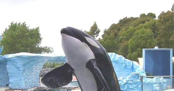 His name is Kshamenk