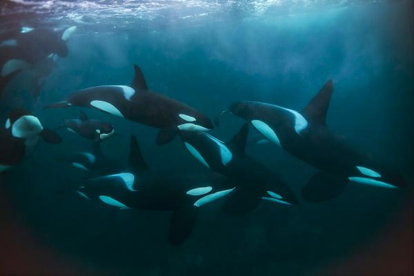 AI tool listens for endangered orcas in&hellip;